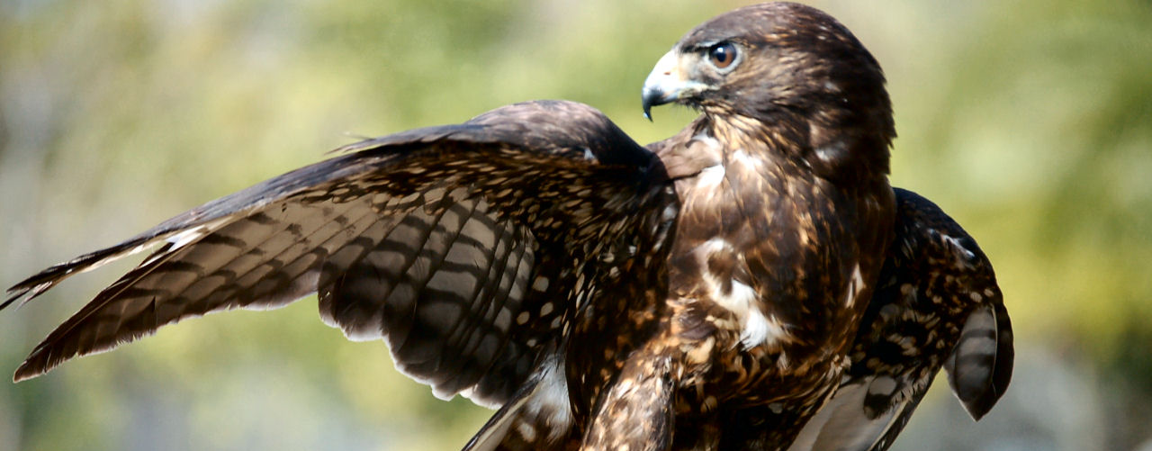 Commercial Pest Contol 1